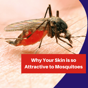 Why Your Skin Is So Attractive To Mosquitoes